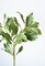 21.5" Faux Real Touch Variegated Green Pittosporum Spray Stem